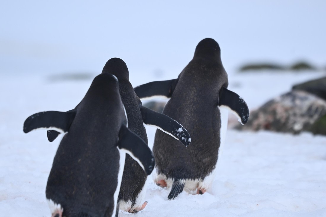 OTL24-25, Day 8, SAS_4952.JPG © Saskia van der Meij - Oceanwide Expeditions.JPG