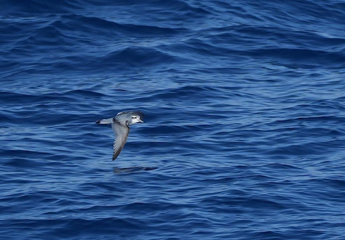 HDS24-25, Day 2, Slender-billed Prion © Unknown photographer - Oceanwide Expeditions.JPG