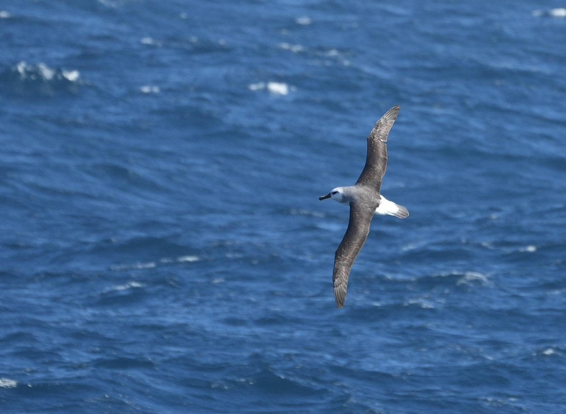 HDS24-25, Day 2, Grey-headed Albatross © Unknown photographer - Oceanwide Expeditions.JPG