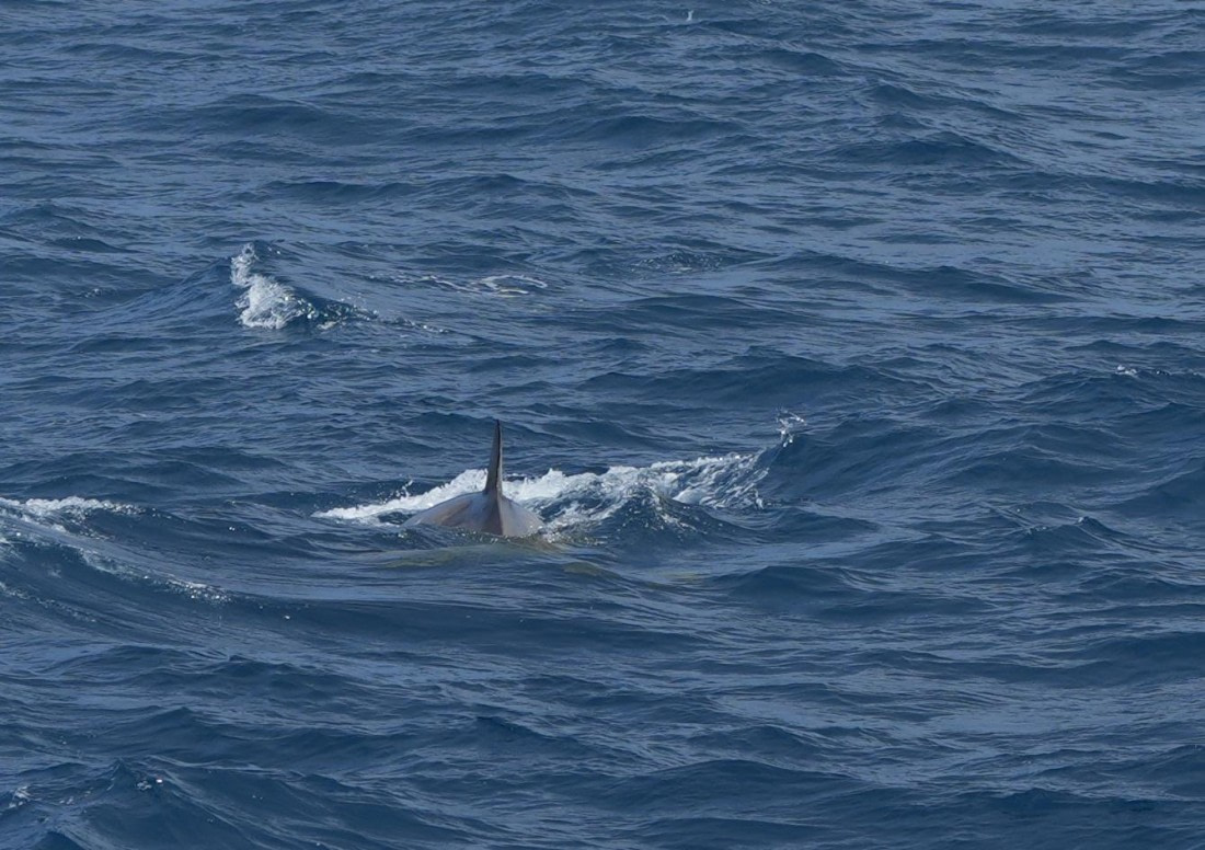 HDS24-25, Day 2, Southern Bottlenose Whale1 © Unknown photographer - Oceanwide Expeditions.JPG