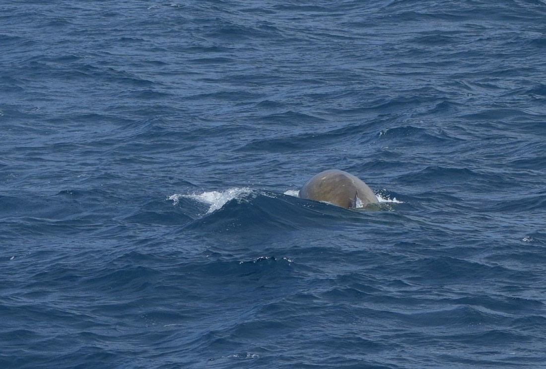 HDS24-25, Day 2, Southern Bottlenose Whale3 © Unknown photographer - Oceanwide Expeditions.JPG