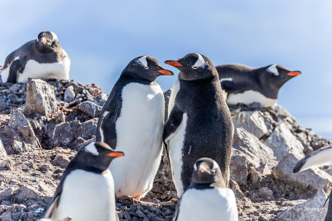 HDS24-25, Day 4, 5D5A0113 © Koen Jongerling - Oceanwide Expeditions.jpg