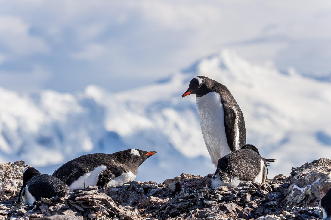 HDS24-25, Day 4, 5D5A0115 © Koen Jongerling - Oceanwide Expeditions.jpg