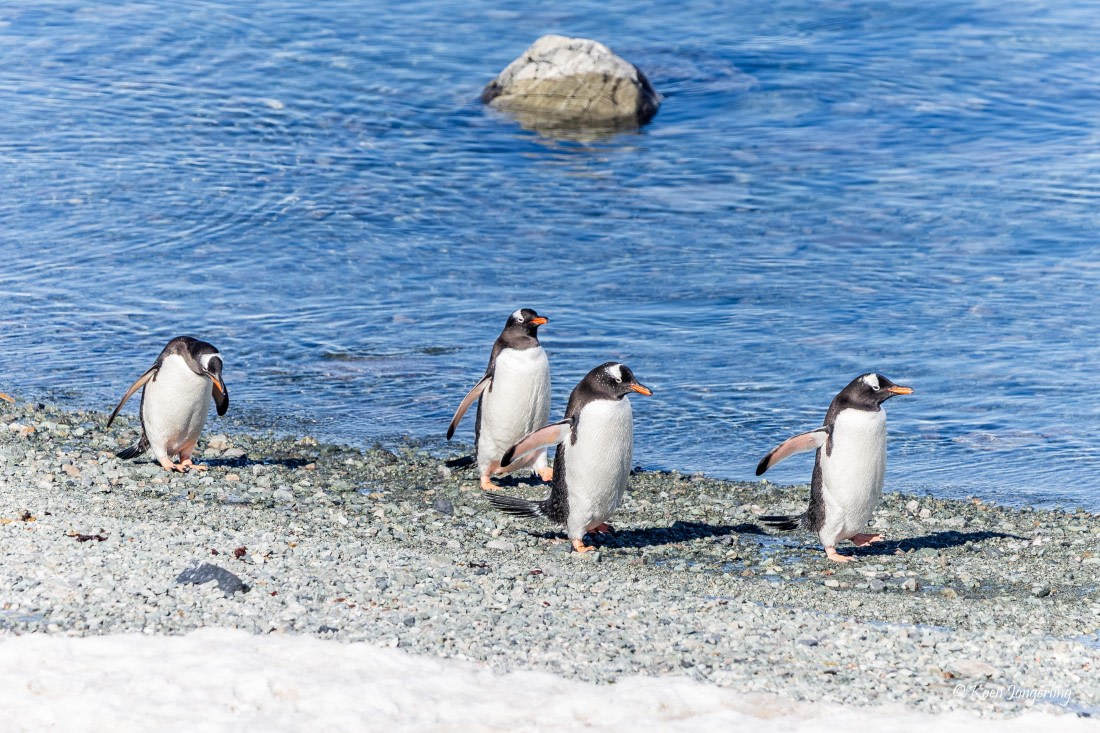 HDS24-25, Day 4, 5D5A0119 © Koen Jongerling - Oceanwide Expeditions.jpg