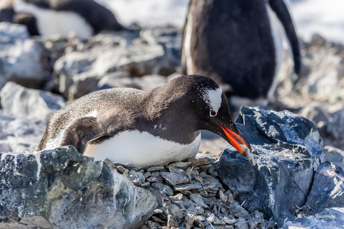 HDS24-25, Day 4, 5D5A0127 © Koen Jongerling - Oceanwide Expeditions.jpg