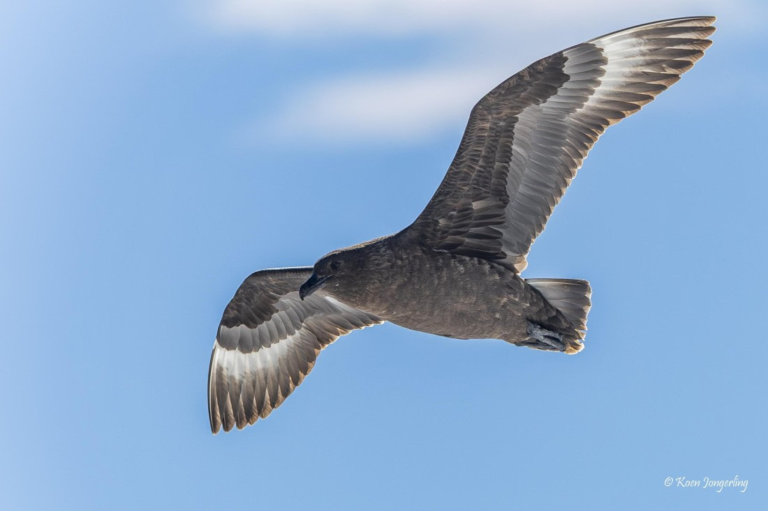 HDS24-25, Day 4, 5D5A0129 © Koen Jongerling - Oceanwide Expeditions.jpg