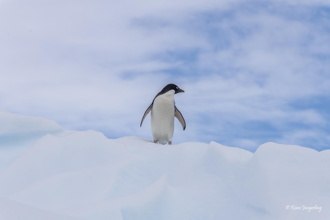 HDS24-25, Day 4, 5D5A0153 © Koen Jongerling - Oceanwide Expeditions.jpg