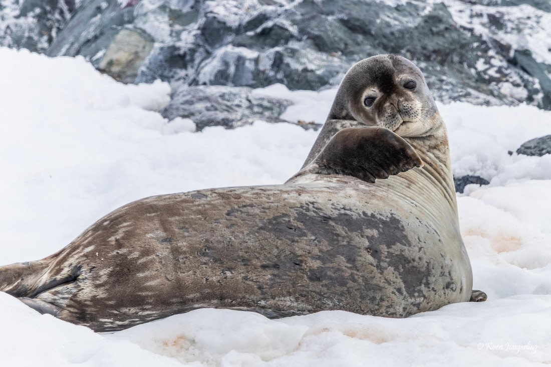 HDS24-25, Day 4, 5D5A0157 © Koen Jongerling - Oceanwide Expeditions.jpg