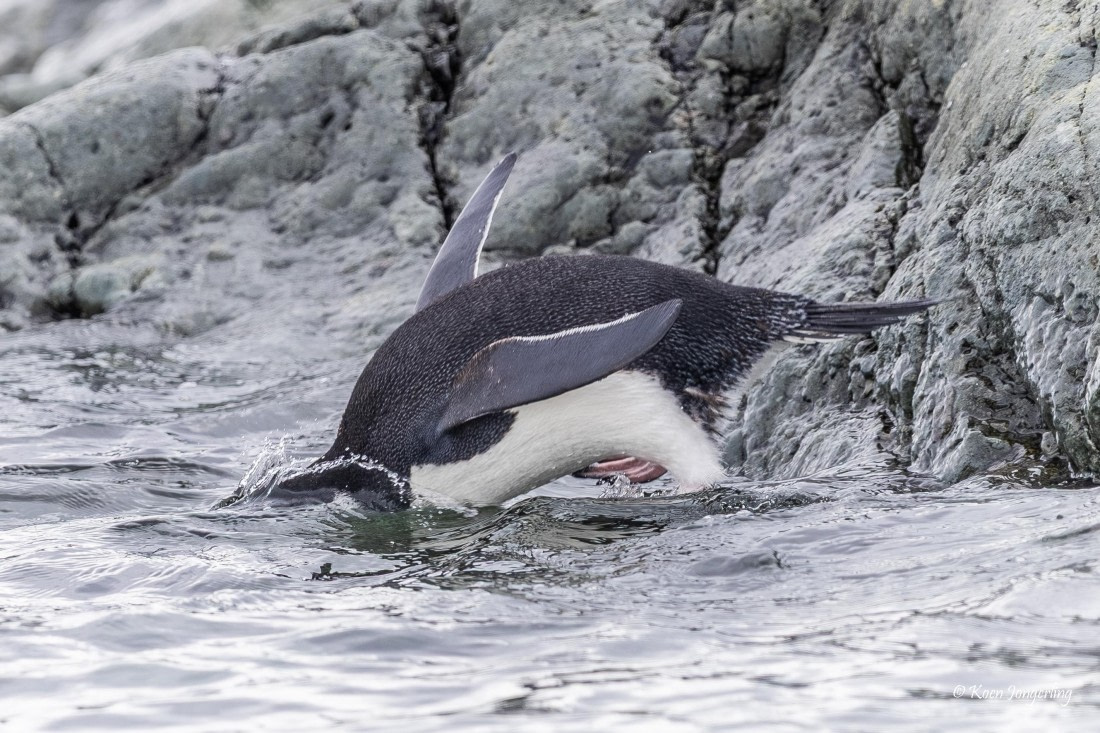 HDS24-25, Day 4, 5D5A0168 © Koen Jongerling - Oceanwide Expeditions.jpg
