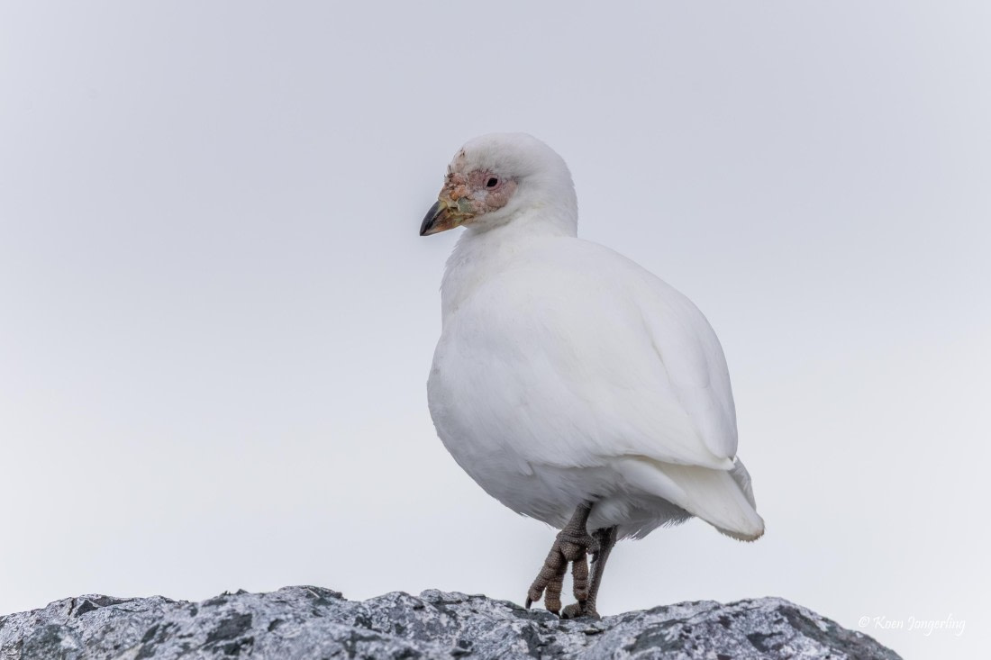 HDS24-25, Day 4, 5D5A0176 © Koen Jongerling - Oceanwide Expeditions.jpg