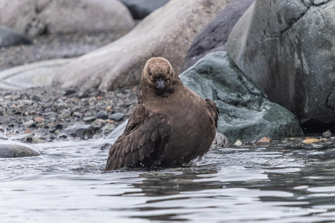 HDS24-25, Day 4, 5D5A0177 © Koen Jongerling - Oceanwide Expeditions.jpg