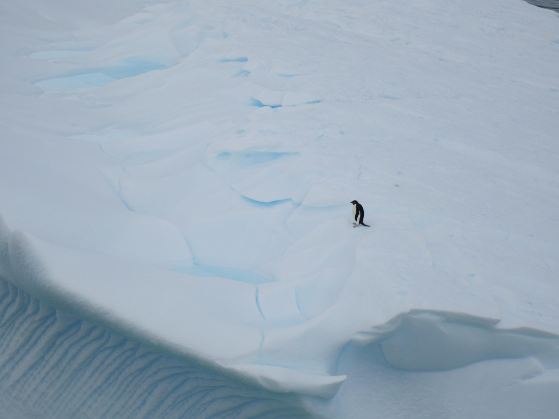 HDS24-25, Day 4, P1022999 © Unknown photographer - Oceanwide Expeditions.JPG