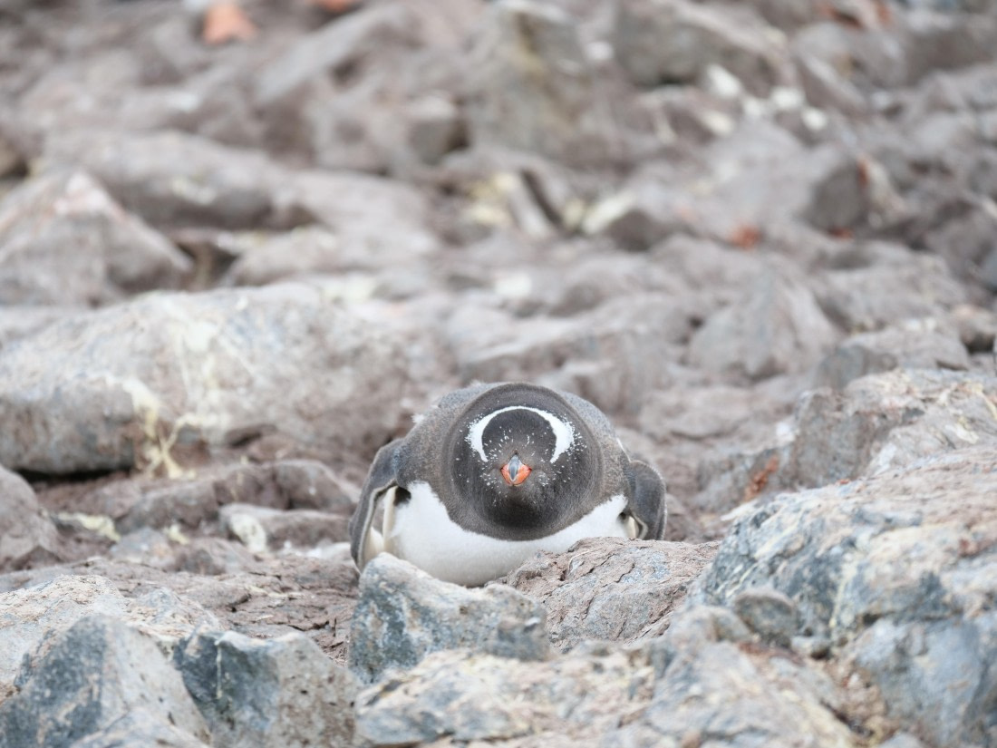 HDS24-25, Day 4, P1023007 © Unknown photographer - Oceanwide Expeditions.JPG