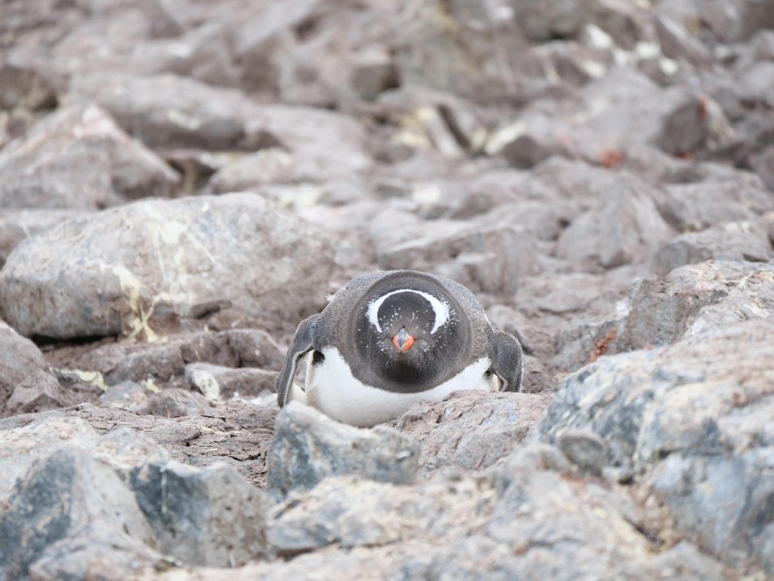 HDS24-25, Day 4, P1023009 © Unknown photographer - Oceanwide Expeditions.JPG