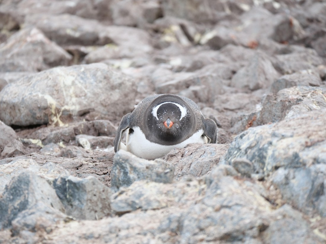 HDS24-25, Day 4, P1023014 © Unknown photographer - Oceanwide Expeditions.JPG