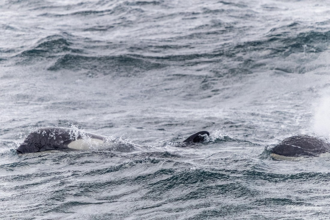 HDS24-25, Day 5, 5D5A0197 © Koen Jongerling - Oceanwide Expeditions.jpg