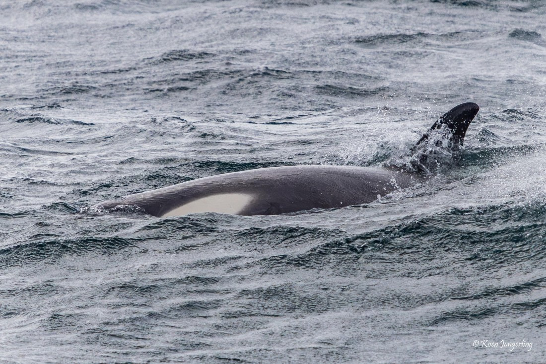 HDS24-25, Day 5, 5D5A0198 © Koen Jongerling - Oceanwide Expeditions.jpg