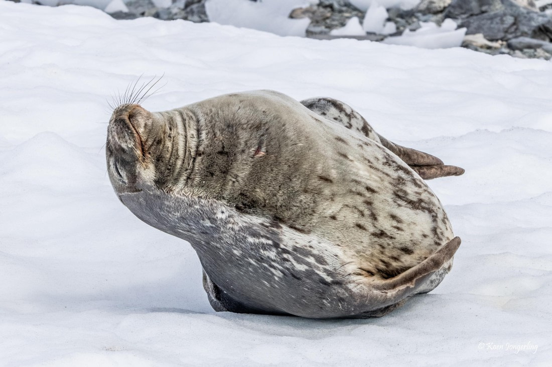 HDS24-25, Day 5, 5D5A0227 © Koen Jongerling - Oceanwide Expeditions.jpg