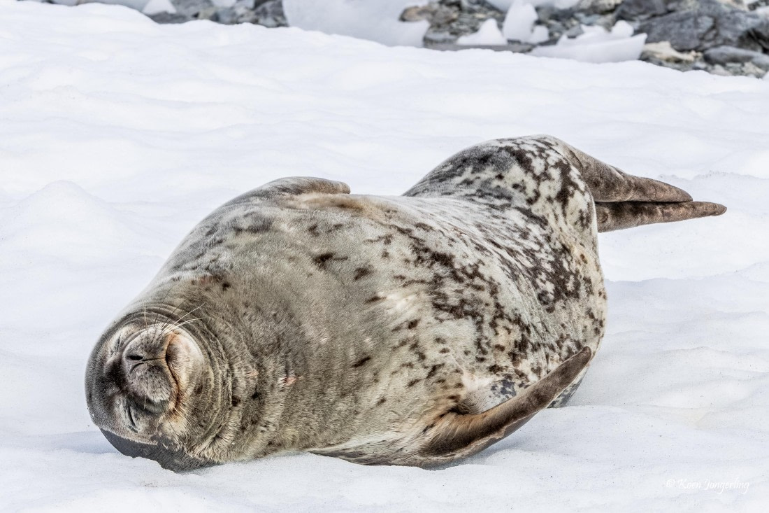 HDS24-25, Day 5, 5D5A0228 © Koen Jongerling - Oceanwide Expeditions.jpg