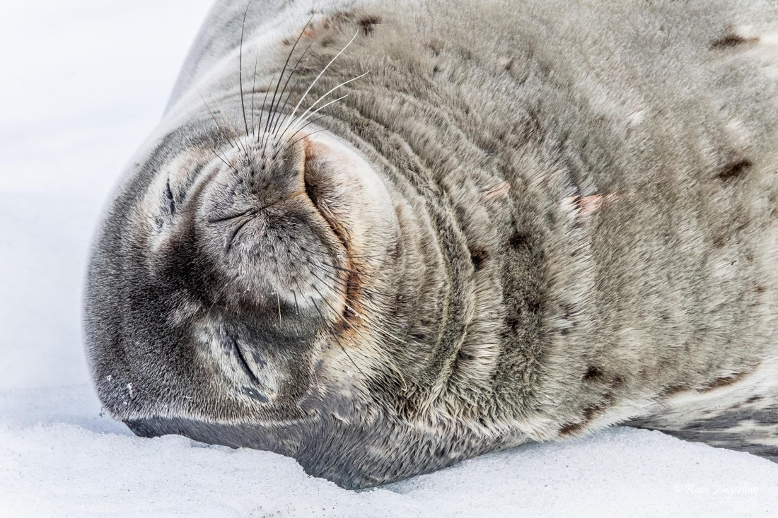 HDS24-25, Day 5, 5D5A0230 © Koen Jongerling - Oceanwide Expeditions.jpg