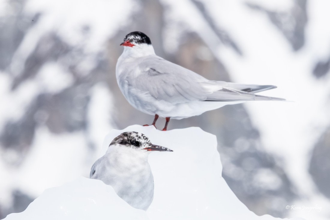 HDS24-25, Day 5, 5D5A0249 © Koen Jongerling - Oceanwide Expeditions.jpg