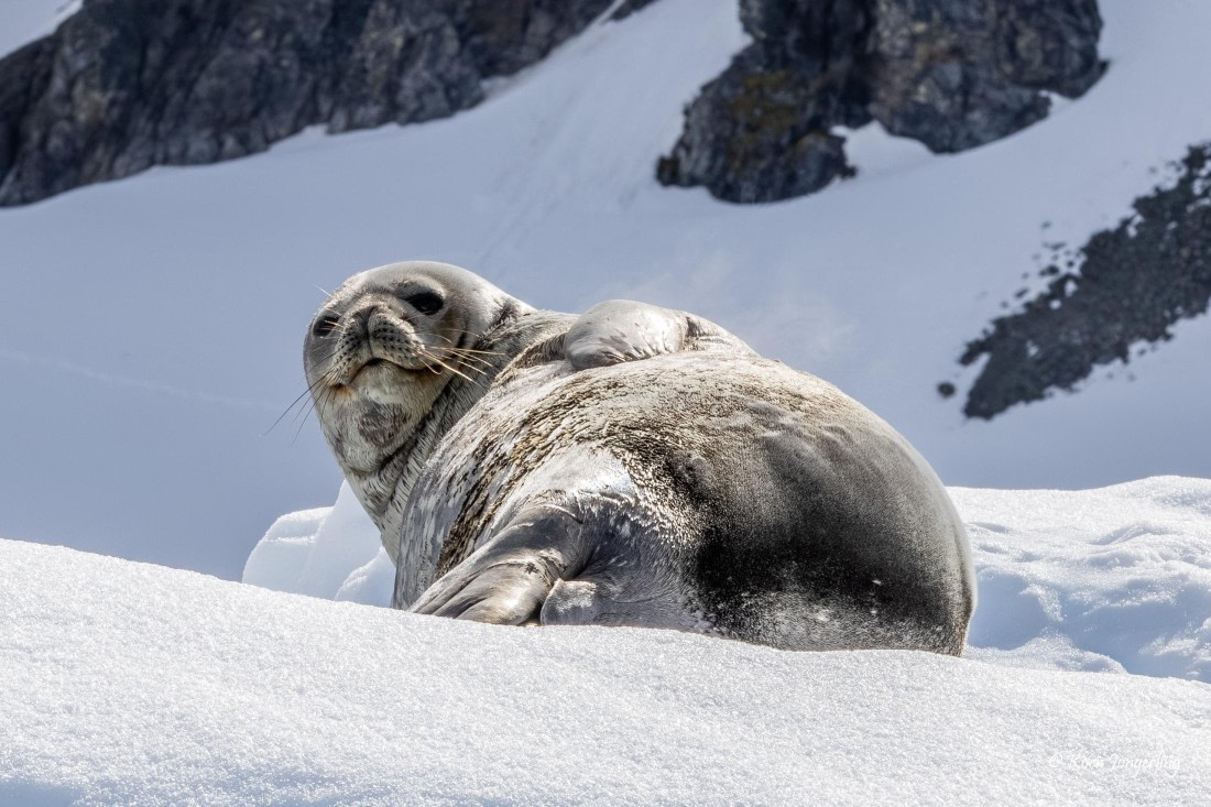HDS24-25, Day 5, 5D5A0268 © Koen Jongerling - Oceanwide Expeditions.jpg