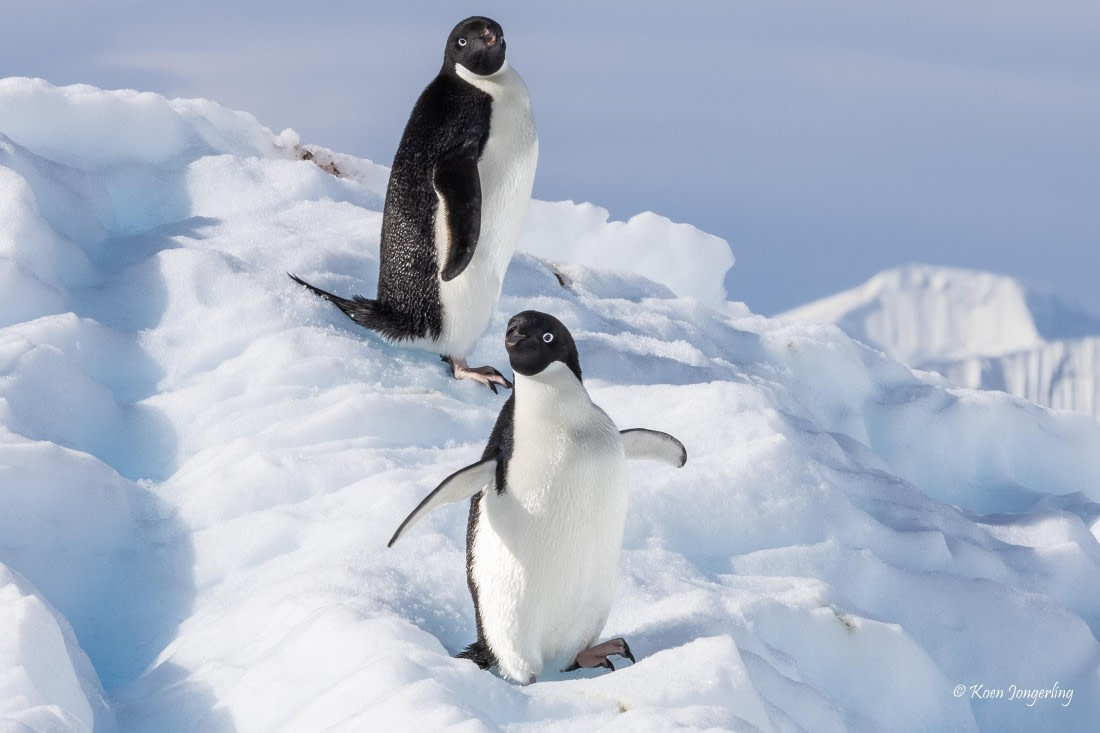 HDS24-25, Day 5, 5D5A0284 © Koen Jongerling - Oceanwide Expeditions.jpg