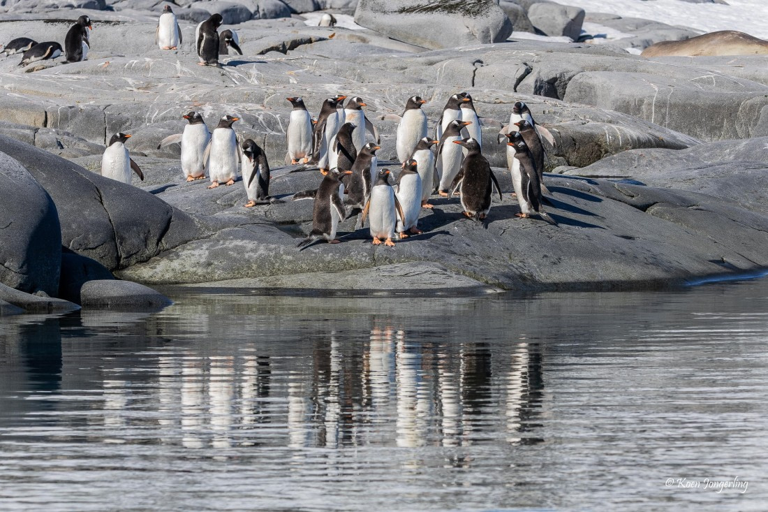 HDS24-25, Day 6, 5D5A0310 © Koen Jongerling - Oceanwide Expeditions.jpg