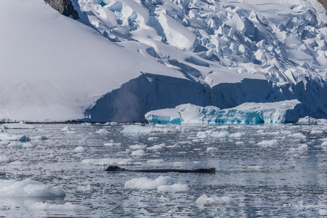 HDS24-25, Day 6, 5D5A0379 © Koen Jongerling - Oceanwide Expeditions.jpg