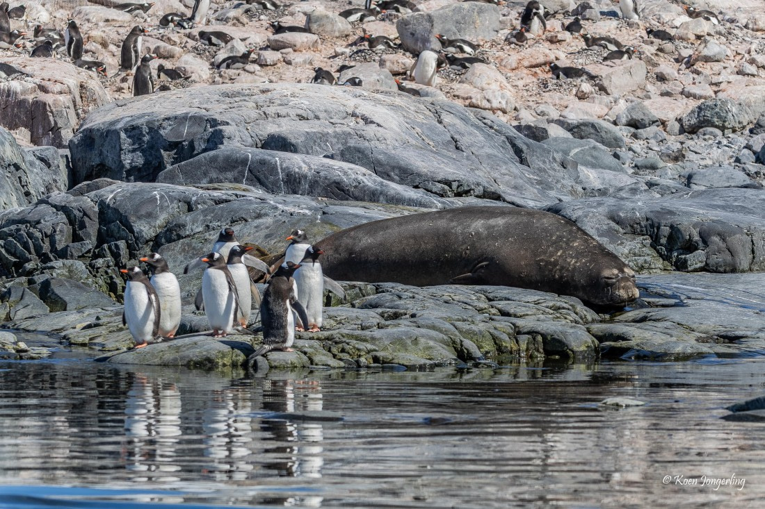 HDS24-25, Day 6, 5D5A0387 © Koen Jongerling - Oceanwide Expeditions.jpg