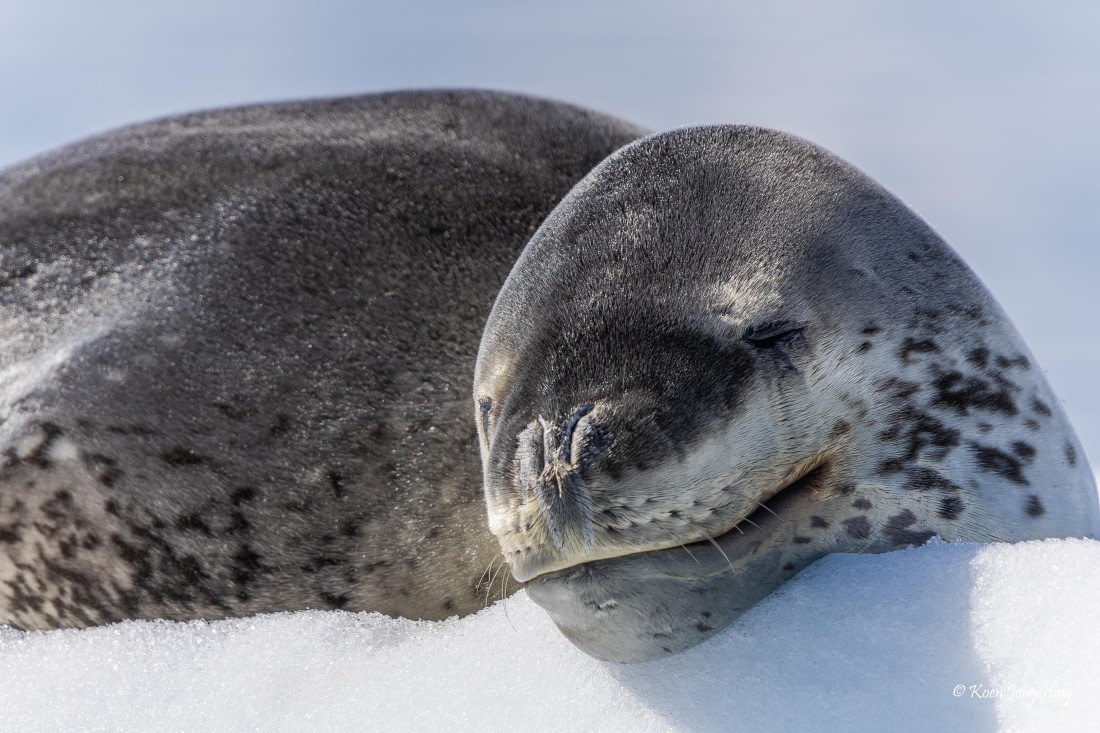 HDS24-25, Day 6, 5D5A0429 © Koen Jongerling - Oceanwide Expeditions.jpg