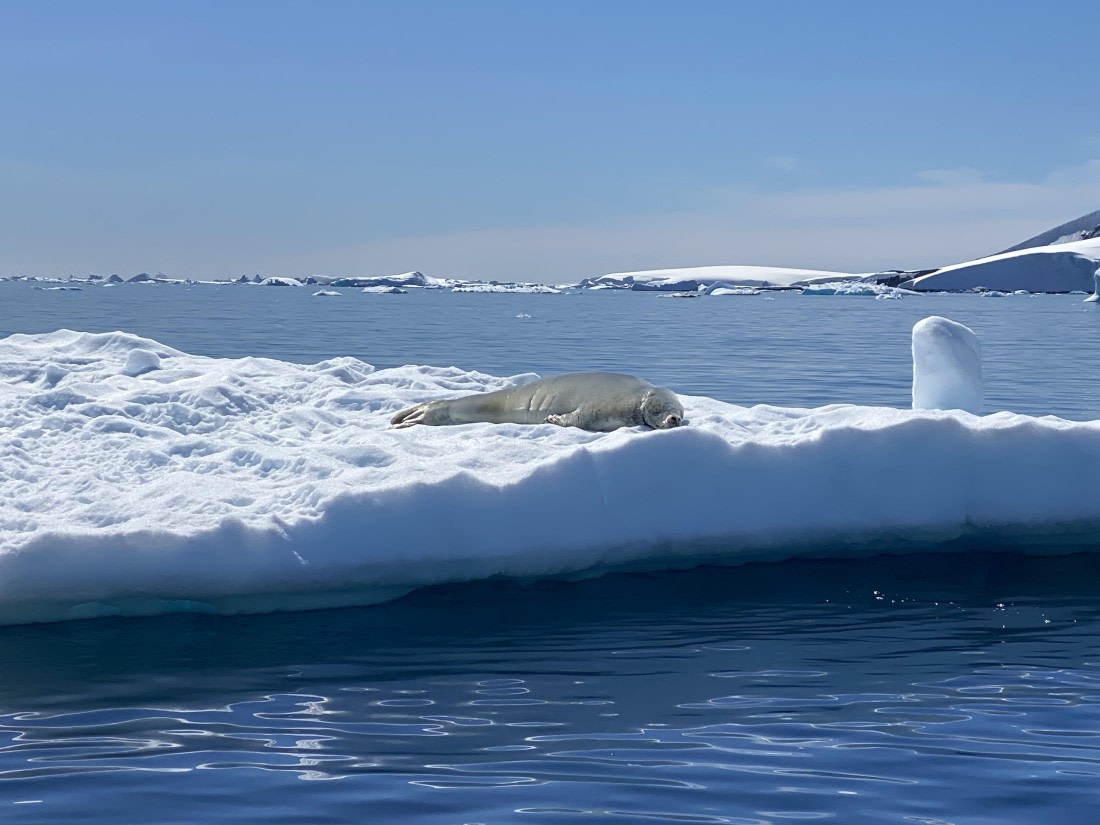 HDS24-25, Day 6, IMG_7770 © Unknown photographer - Oceanwide Expeditions.JPG