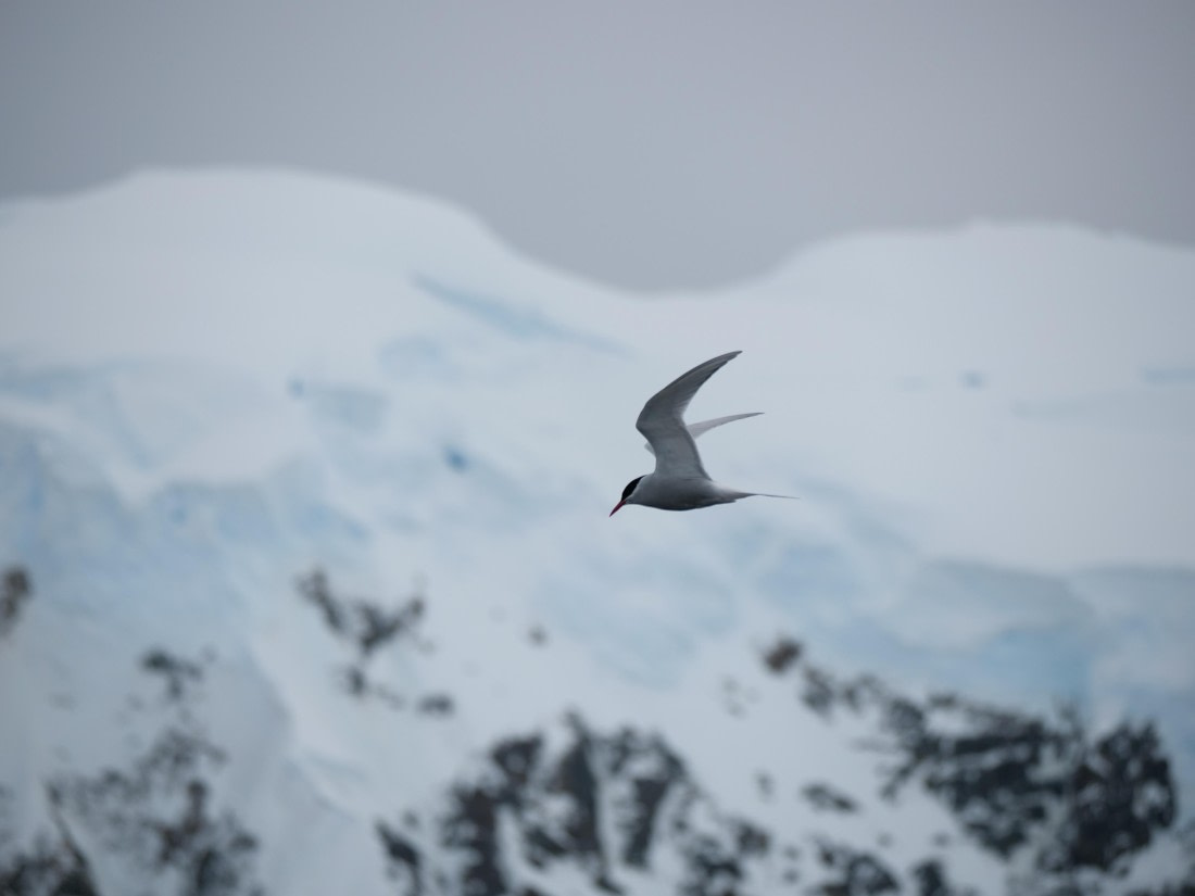 HDS24-25, Day 6, P1023033 © Unknown photographer - Oceanwide Expeditions.JPG