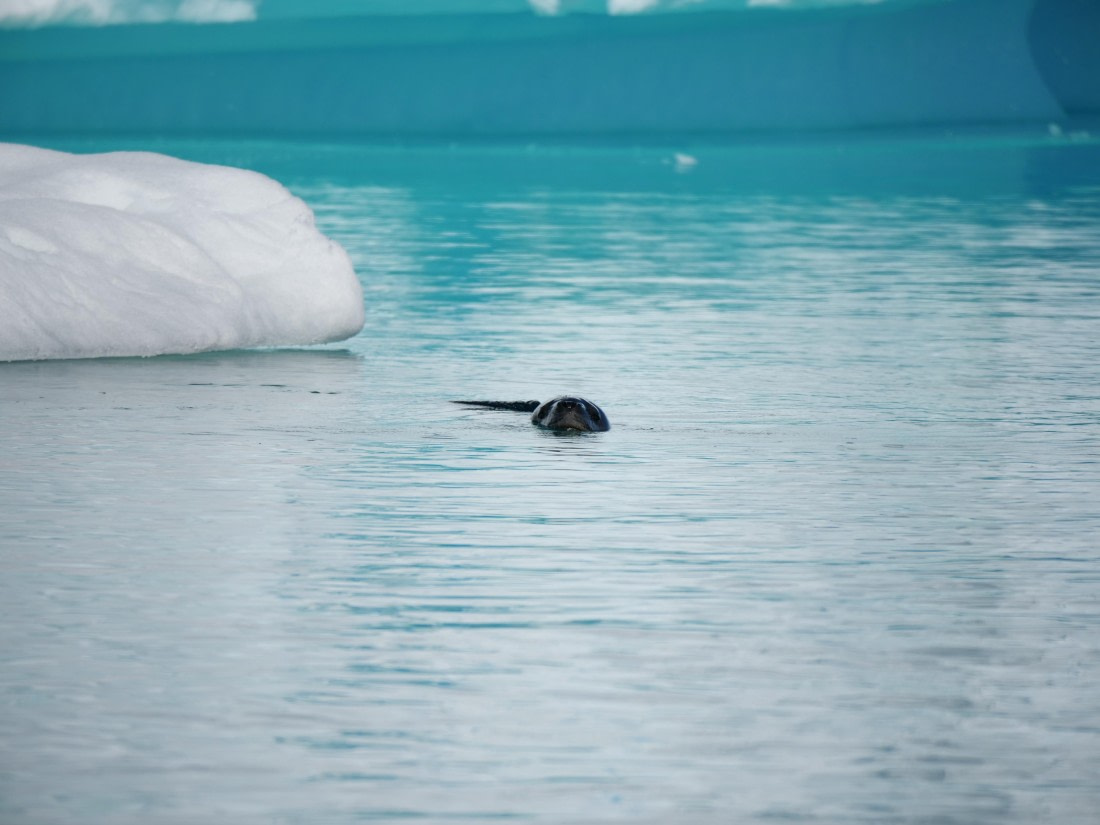 HDS24-25, Day 6, P1023041 © Unknown photographer - Oceanwide Expeditions.JPG