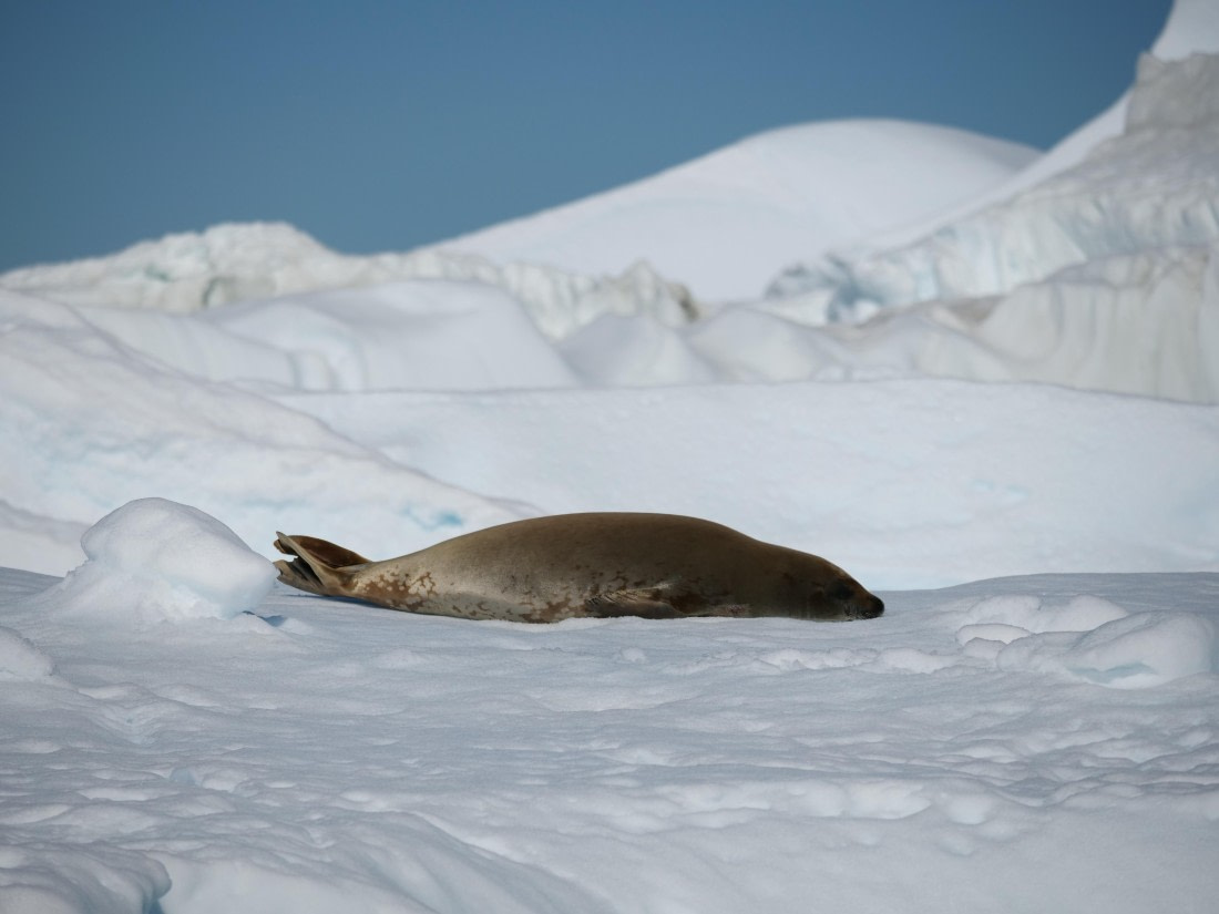 HDS24-25, Day 6, P1023052 © Unknown photographer - Oceanwide Expeditions.JPG