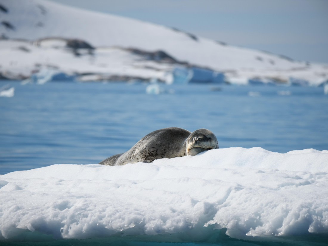 HDS24-25, Day 6, P1023060 © Unknown photographer - Oceanwide Expeditions.JPG
