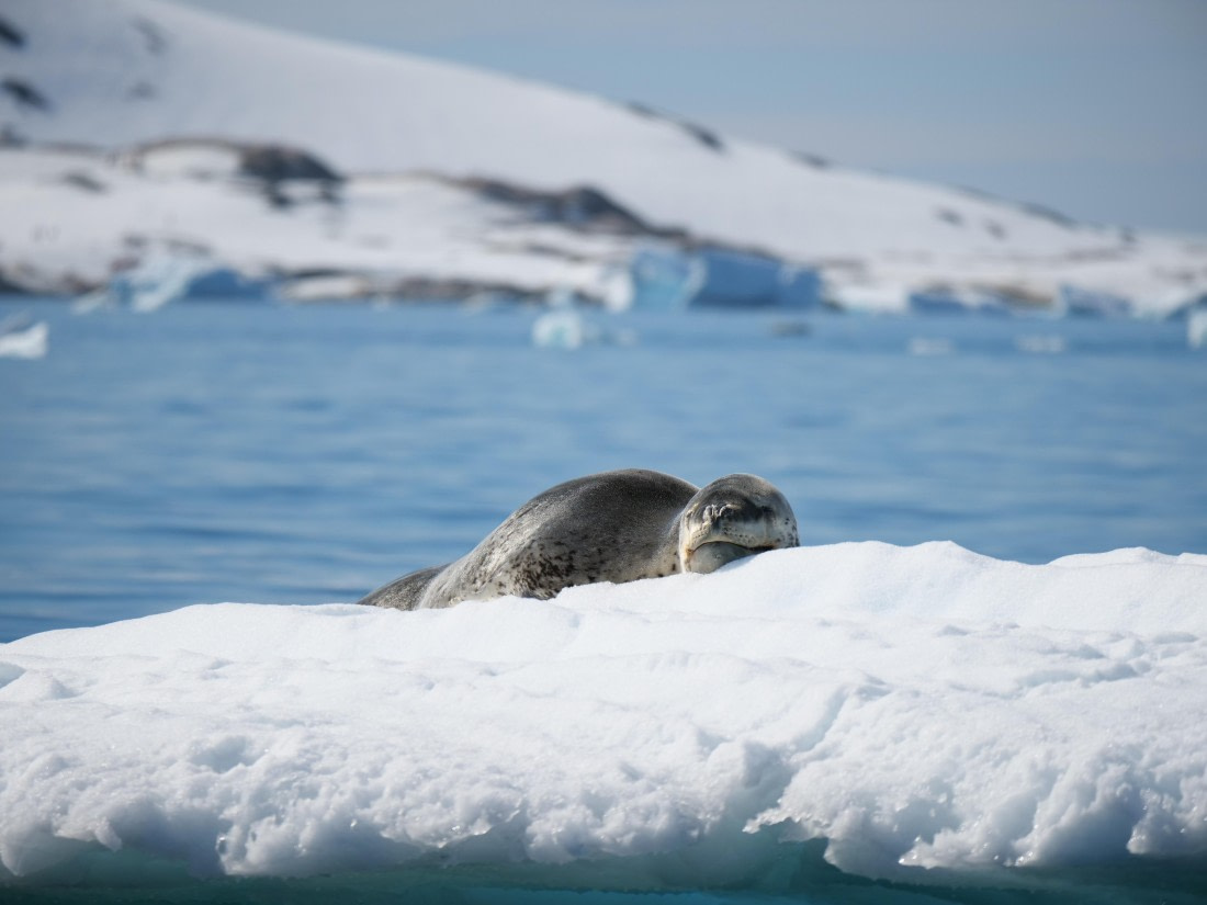 HDS24-25, Day 6, P1023061 © Unknown photographer - Oceanwide Expeditions.JPG
