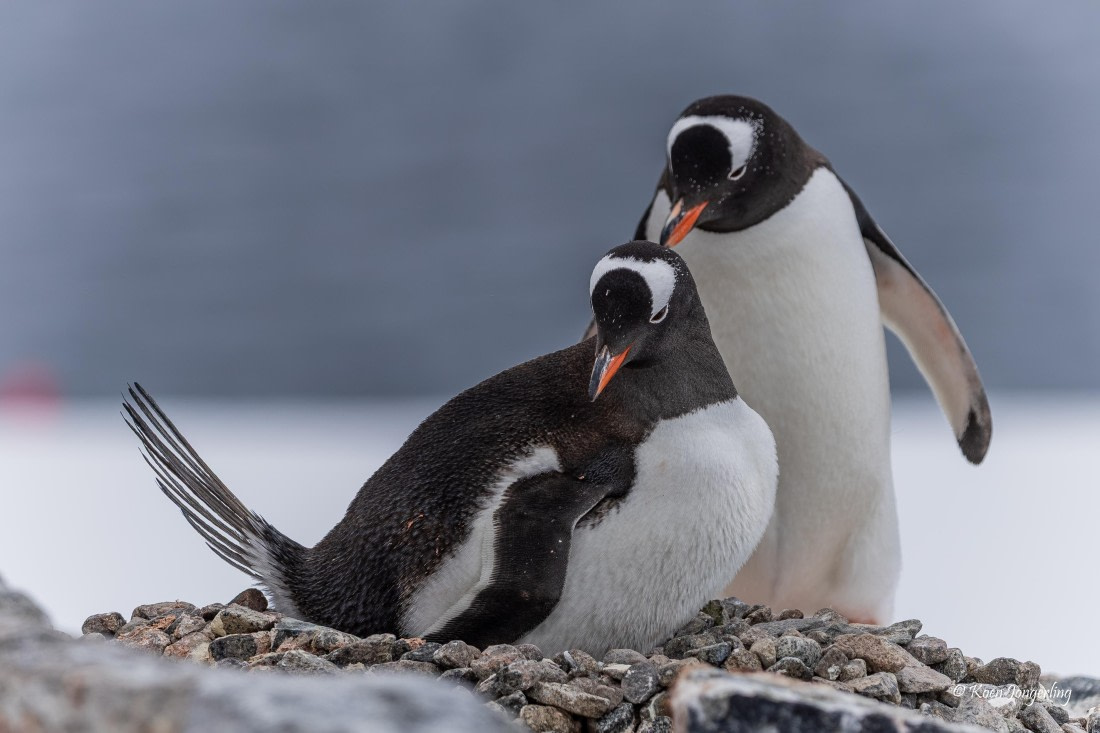 HDS24-25, Day 7, 5D5A0462 © Koen Jongerling - Oceanwide Expeditions.jpg