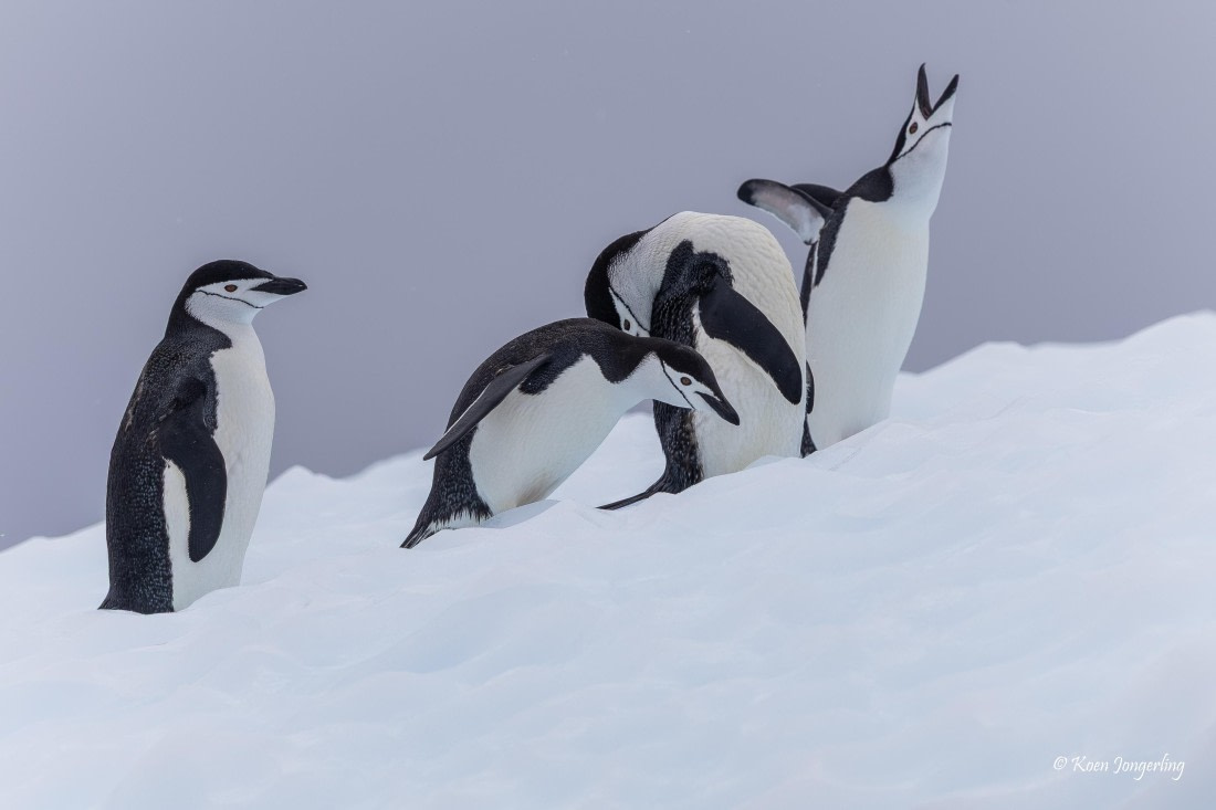 HDS24-25, Day 8, 5D5A0467 © Koen Jongerling - Oceanwide Expeditions.jpg