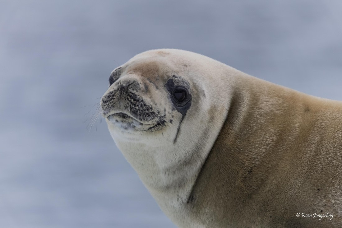 HDS24-25, Day 8, 5D5A0488 © Koen Jongerling - Oceanwide Expeditions.jpg