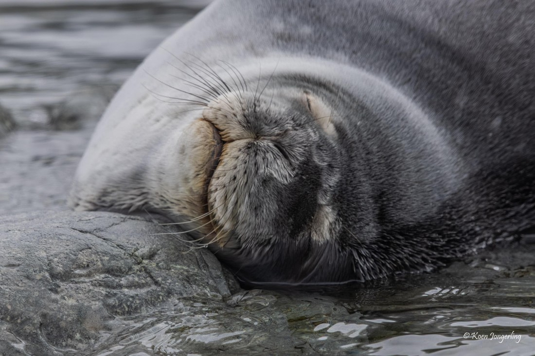 HDS24-25, Day 8, 5D5A0496 © Koen Jongerling - Oceanwide Expeditions.jpg