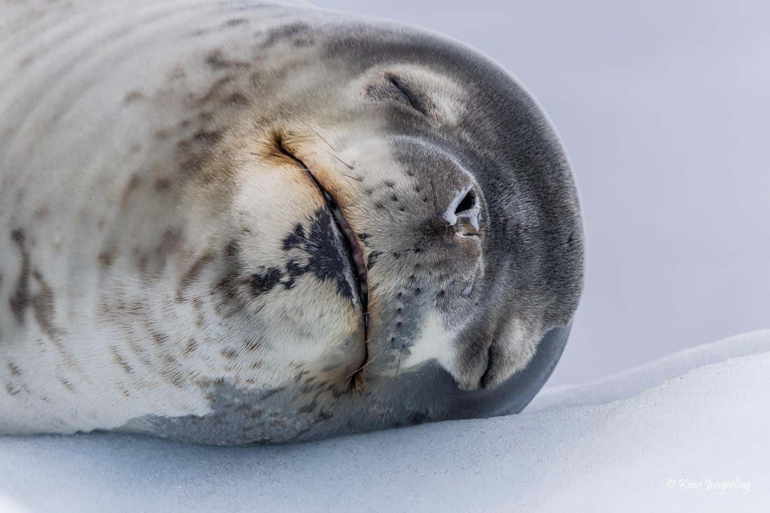 HDS24-25, Day 8, 5D5A0528 © Koen Jongerling - Oceanwide Expeditions.jpg