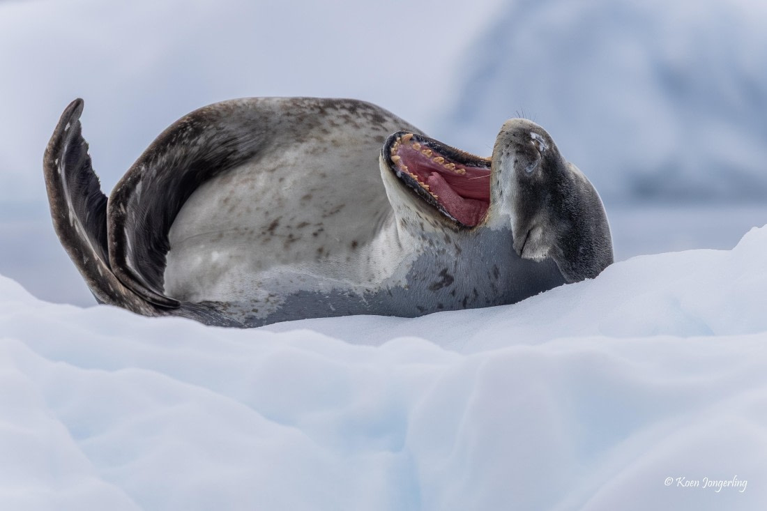 HDS24-25, Day 8, 5D5A0535 © Koen Jongerling - Oceanwide Expeditions.jpg