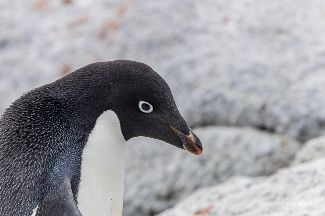 HDS24-25, Day 9, 5D5A0557 © Koen Jongerling - Oceanwide Expeditions.jpg
