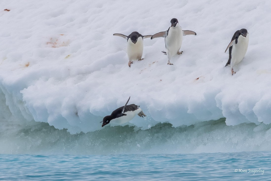 HDS24-25, Day 9, 5D5A0569 © Koen Jongerling - Oceanwide Expeditions.jpg