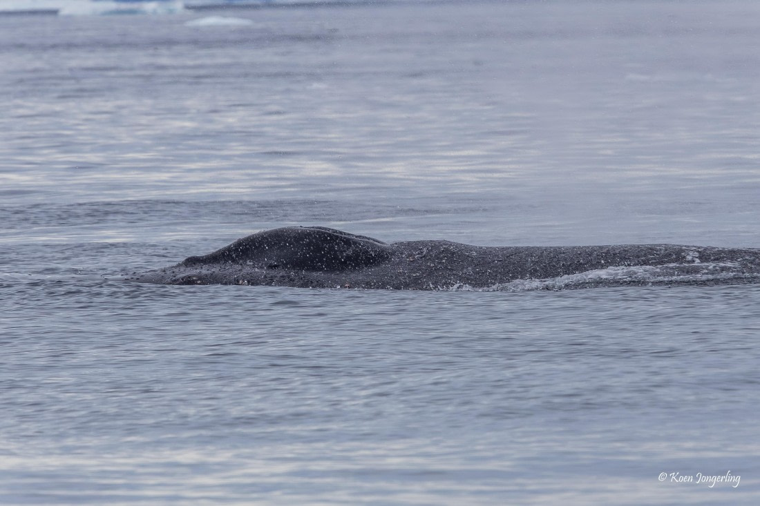 HDS24-25, Day 9, 5D5A0574 © Koen Jongerling - Oceanwide Expeditions.jpg