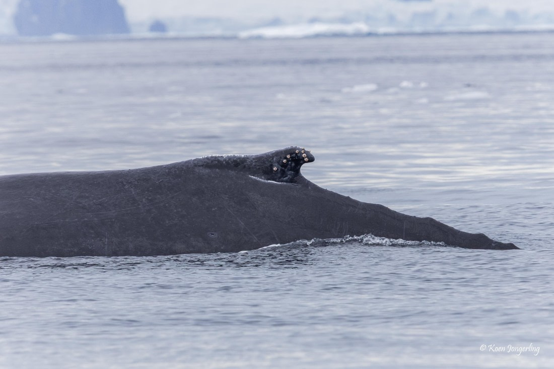 HDS24-25, Day 9, 5D5A0576 © Koen Jongerling - Oceanwide Expeditions.jpg