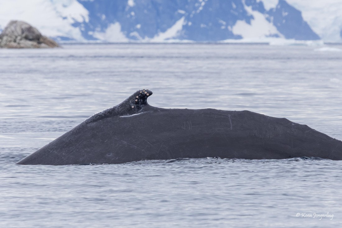 HDS24-25, Day 9, 5D5A0577 © Koen Jongerling - Oceanwide Expeditions.jpg