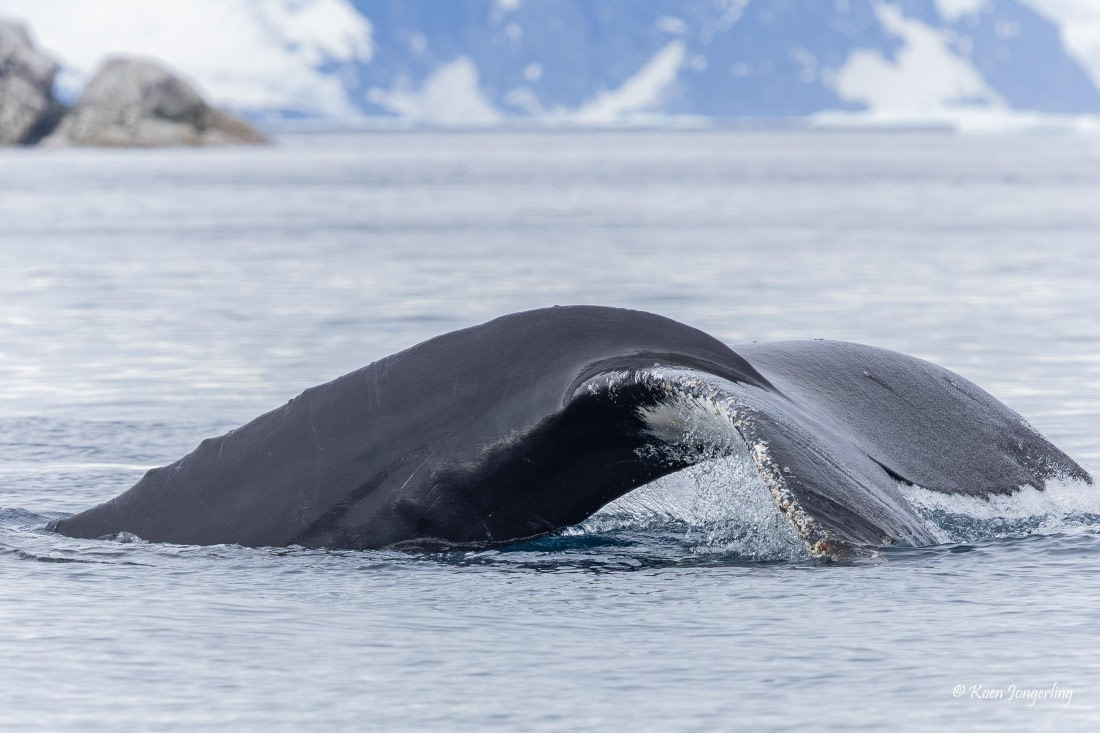 HDS24-25, Day 9, 5D5A0578 © Koen Jongerling - Oceanwide Expeditions.jpg