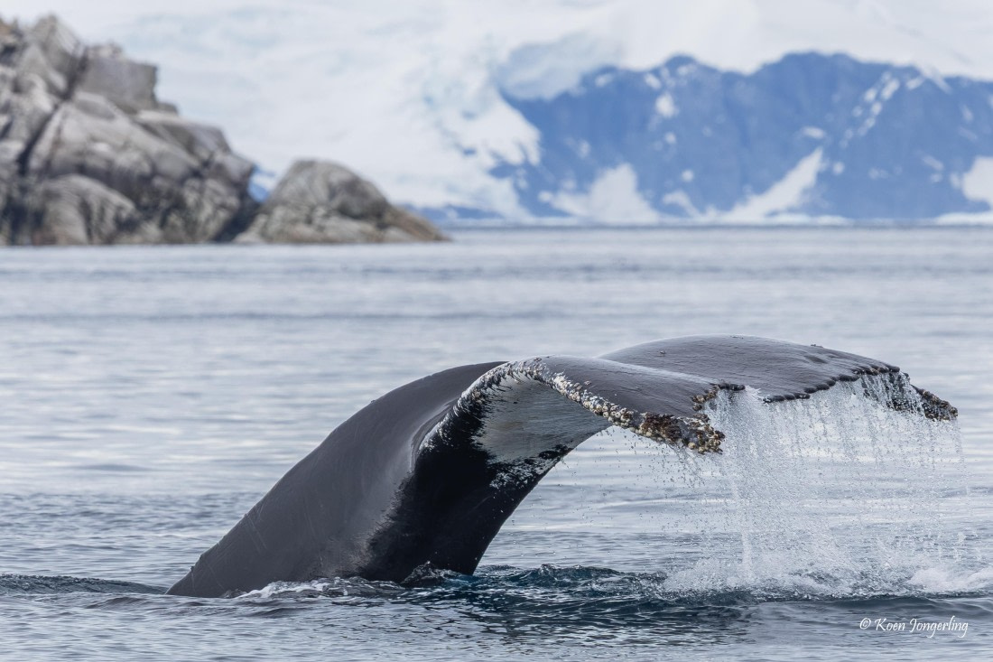 HDS24-25, Day 9, 5D5A0579 © Koen Jongerling - Oceanwide Expeditions.jpg